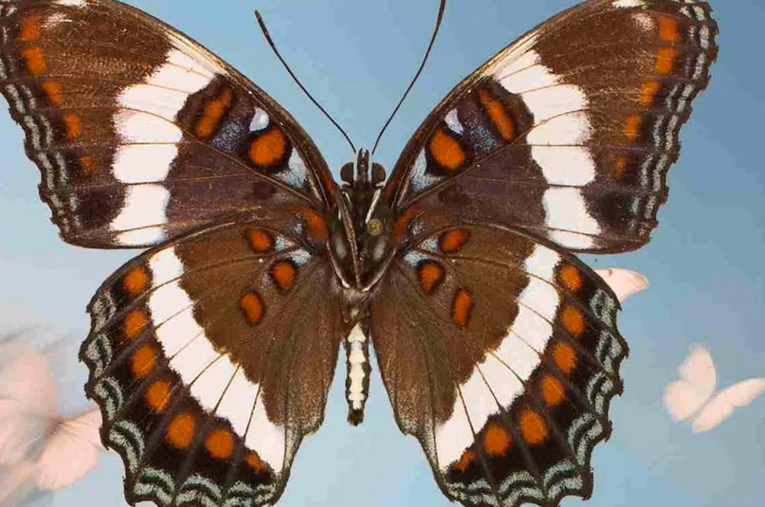 Le butterfly cut, la coupe qui affole les recherches en ce moment